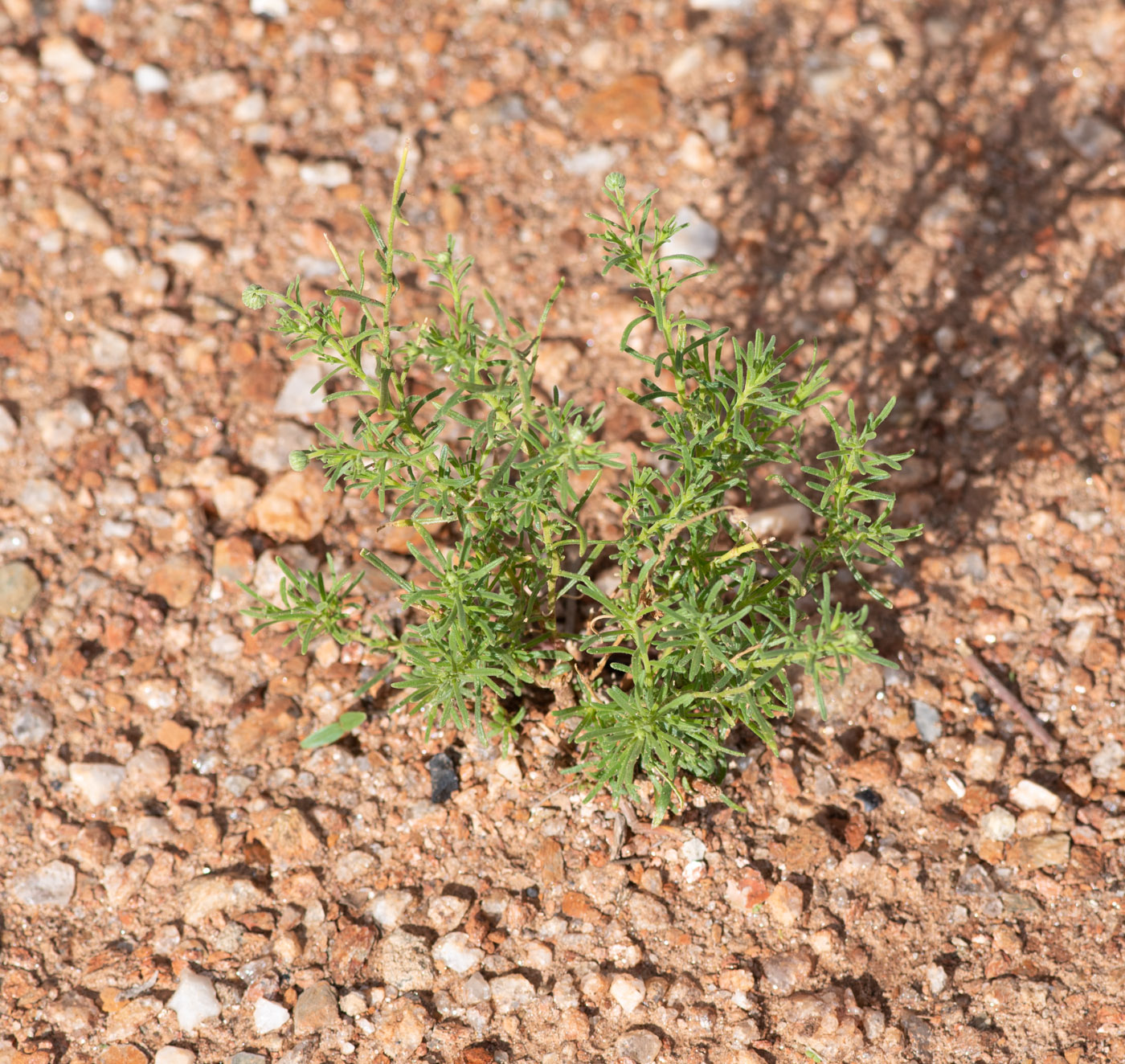 Image of Nolletia tenuifolia specimen.