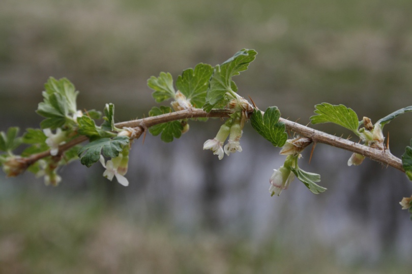 Image of Ribes oxyacanthoides specimen.