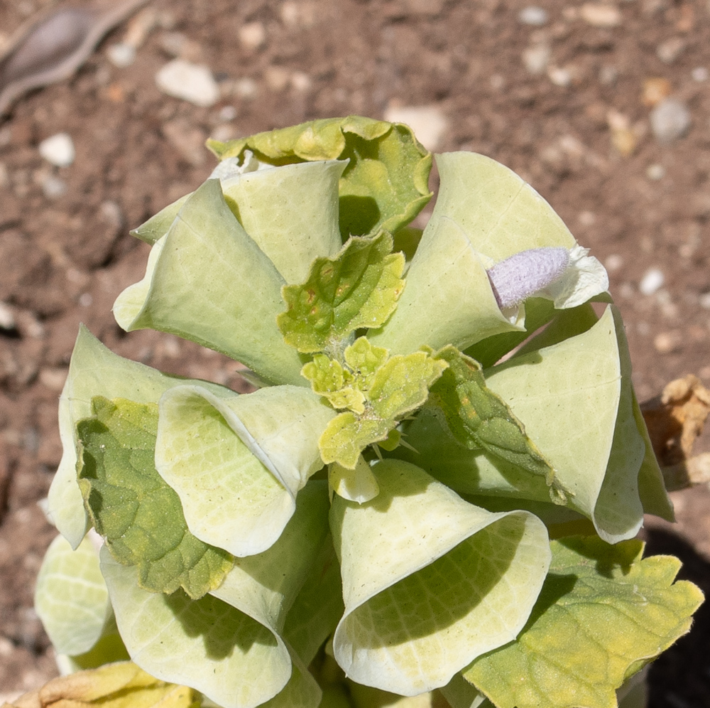 Изображение особи Moluccella laevis.