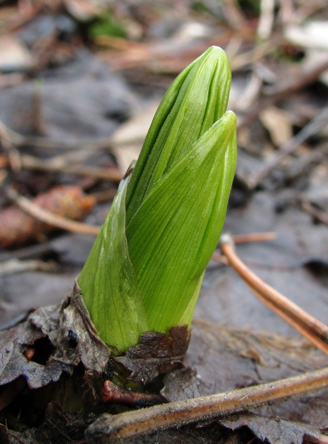 Изображение особи Veratrum lobelianum.