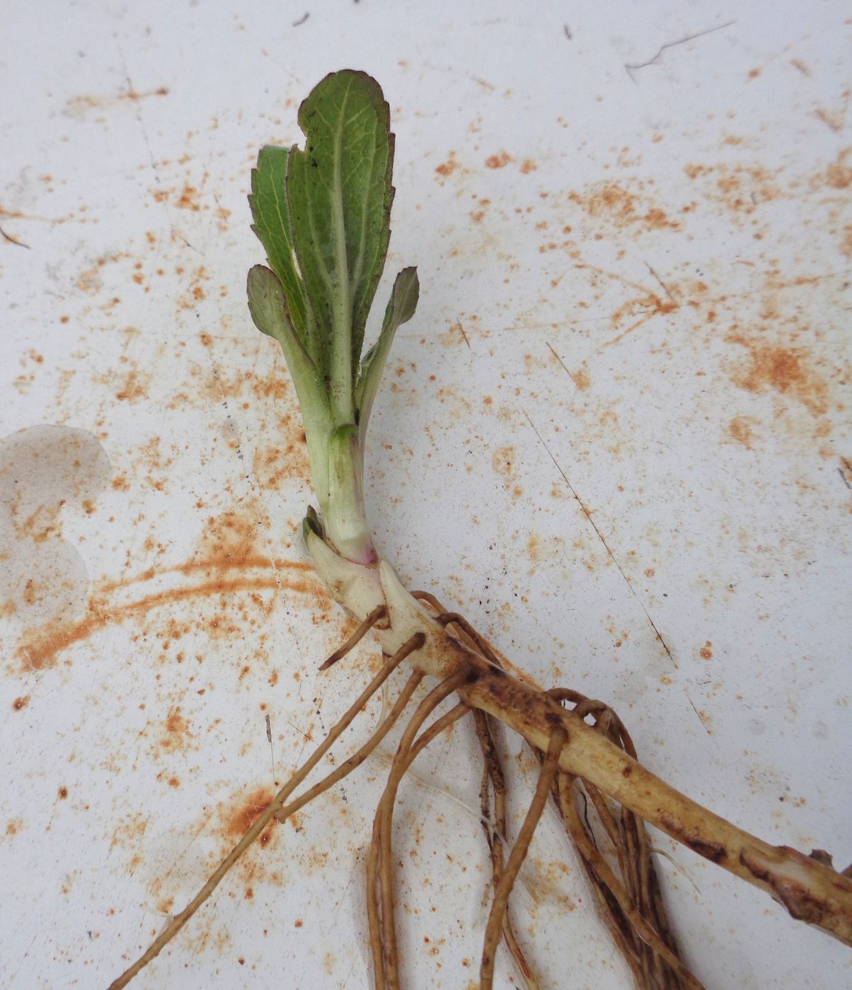 Image of genus Helianthus specimen.