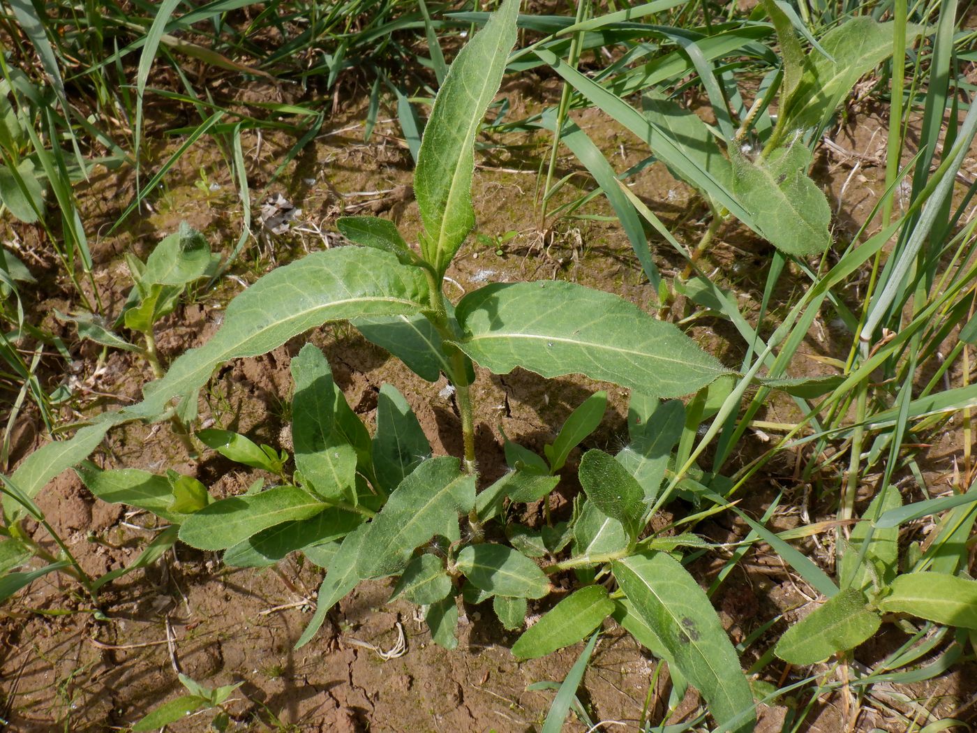 Изображение особи Persicaria amphibia.