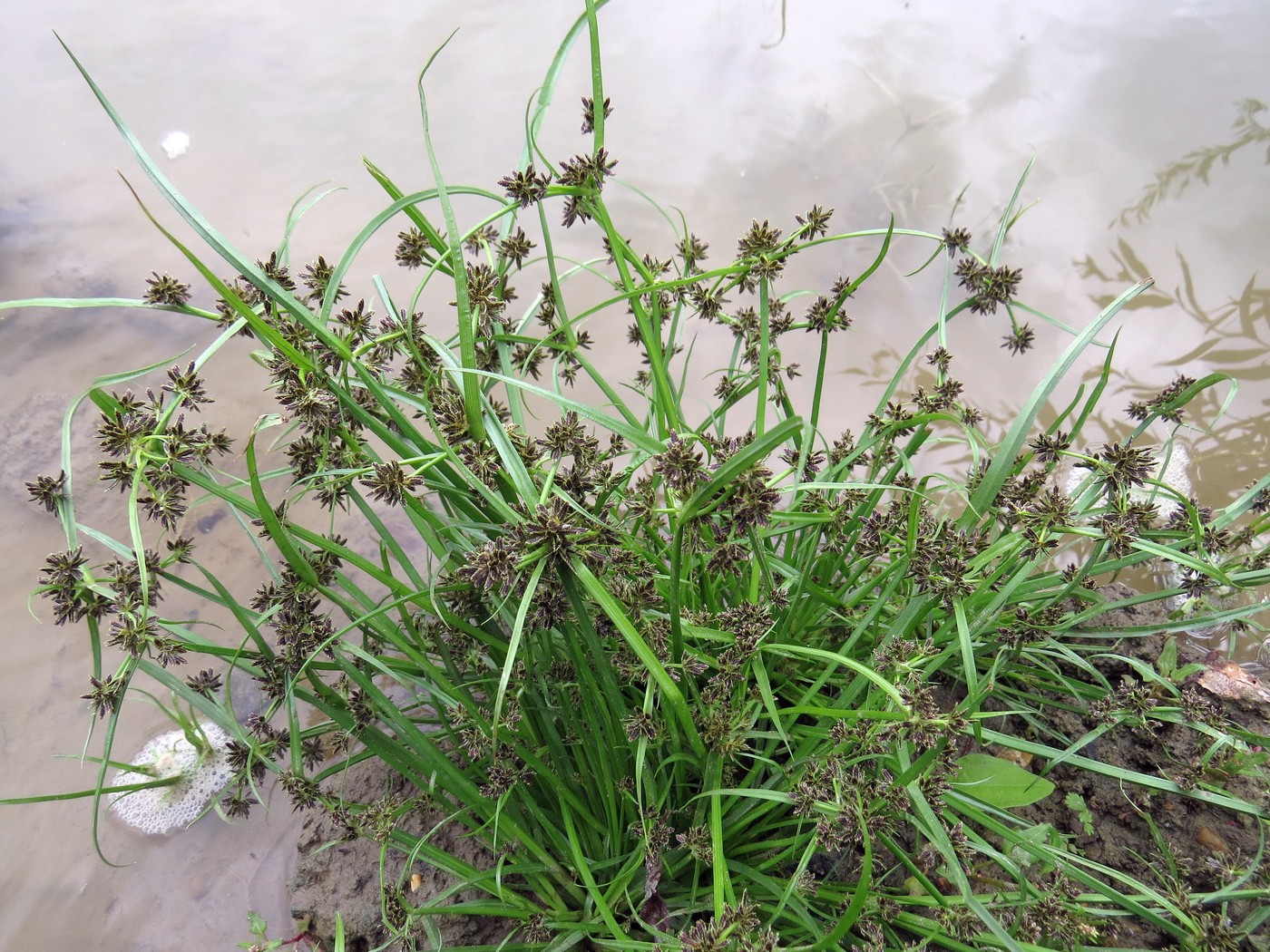 Image of Cyperus fuscus specimen.