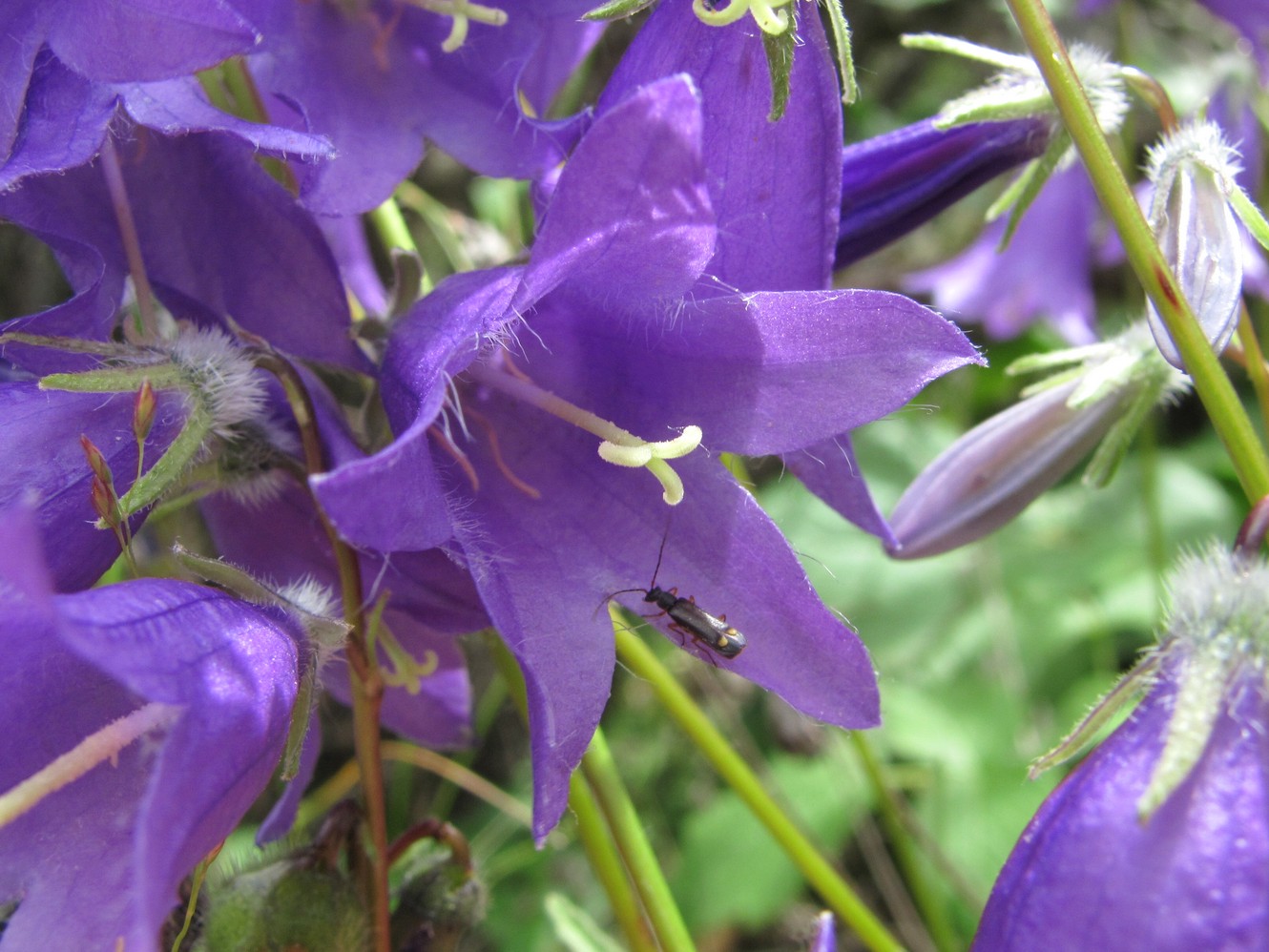 Изображение особи род Campanula.