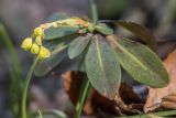 Euphorbia amygdaloides