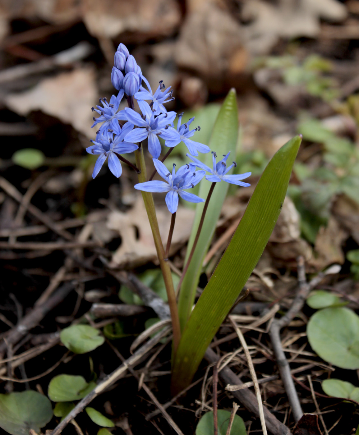 Изображение особи Scilla bifolia.