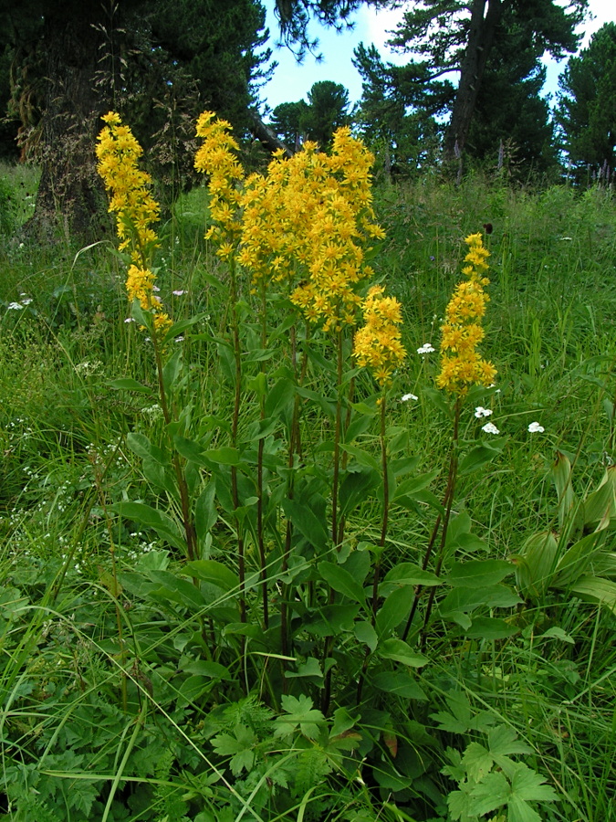 Image of Solidago virgaurea ssp. dahurica specimen.