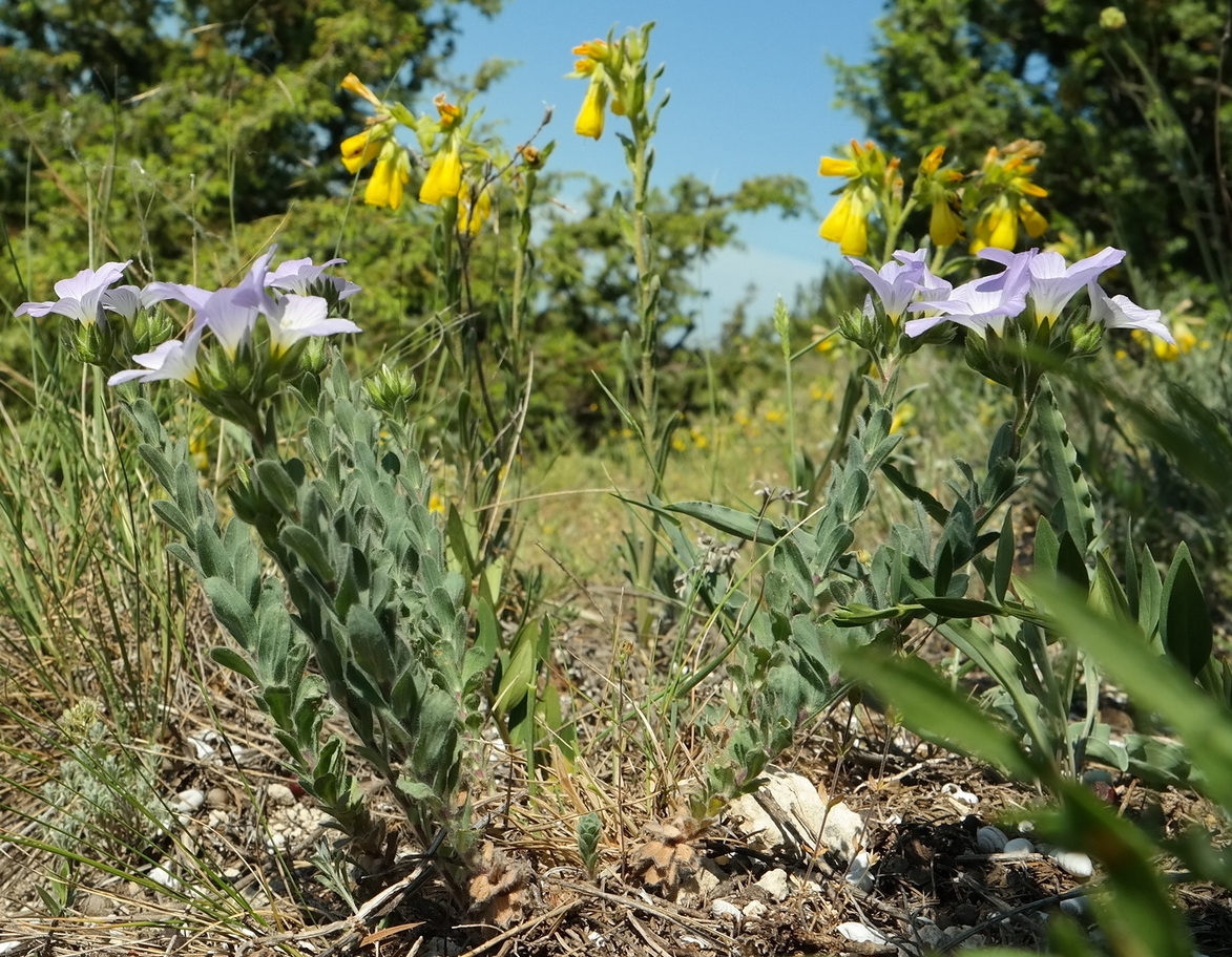 Image of Linum lanuginosum specimen.