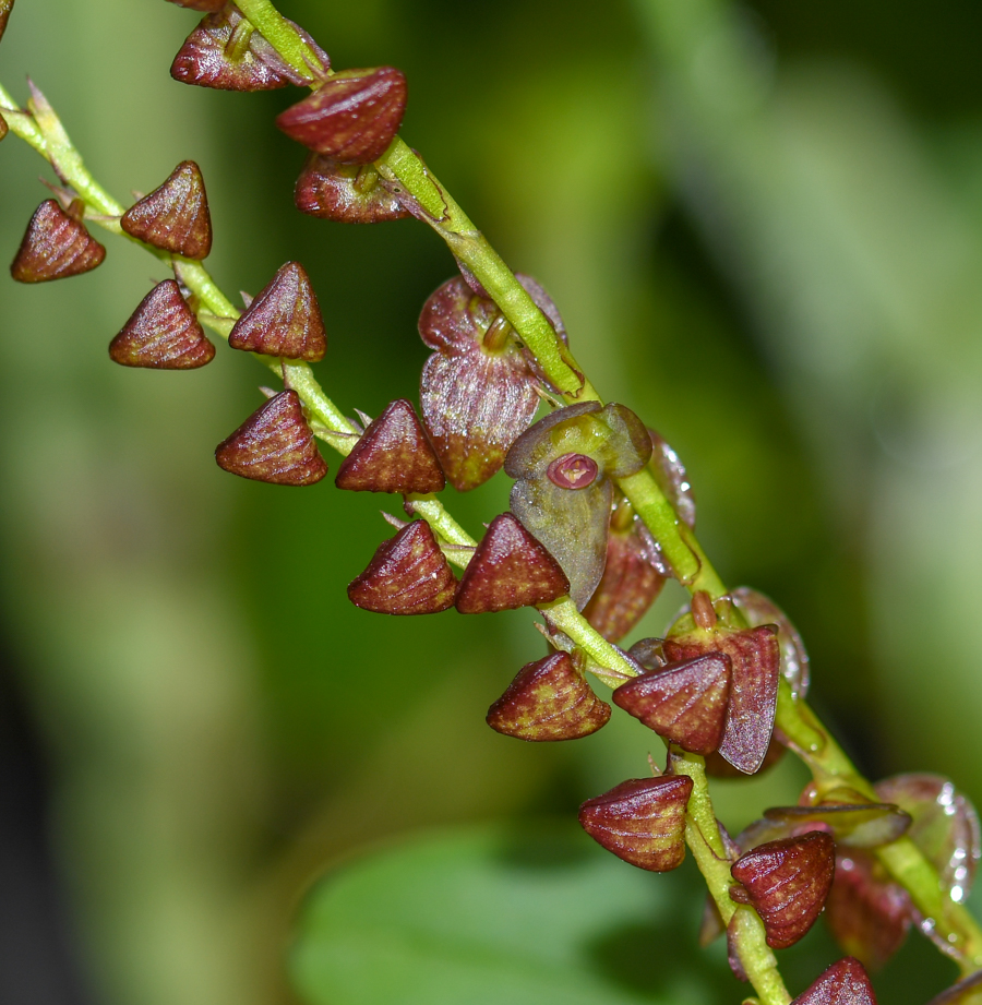 Изображение особи род Stelis.