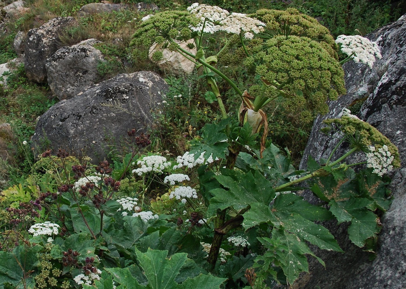 Изображение особи Heracleum trachyloma.