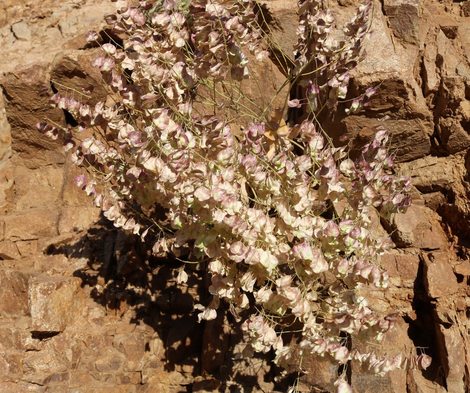 Изображение особи семейство Brassicaceae.