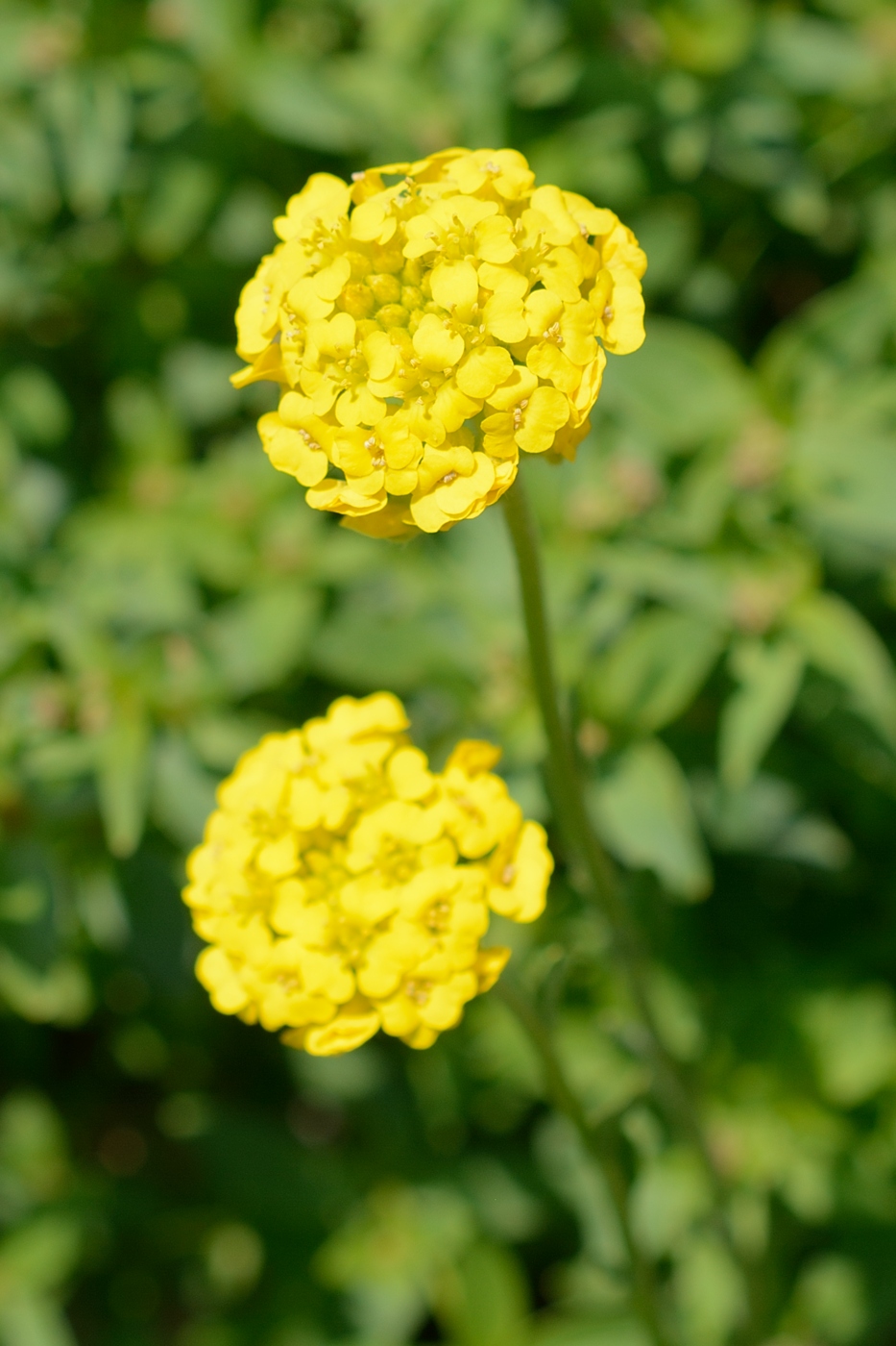 Изображение особи род Alyssum.