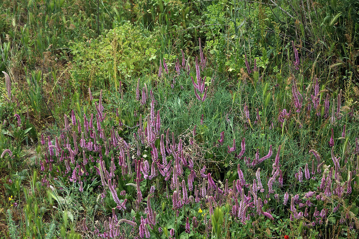 Изображение особи Psylliostachys suworowii.