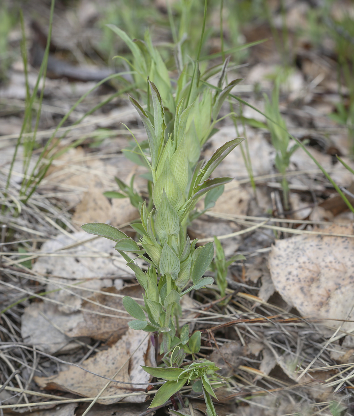 Изображение особи Lathyrus pratensis.