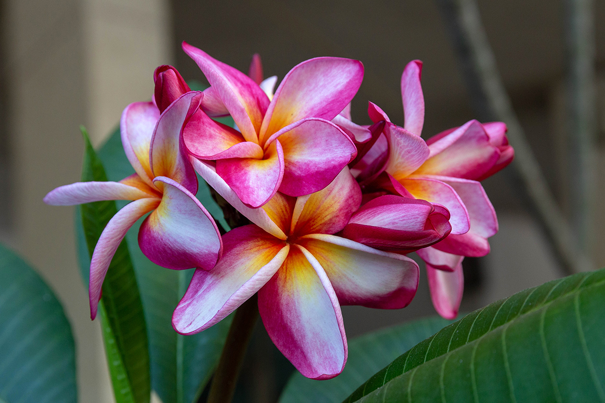 Image of Plumeria rubra specimen.