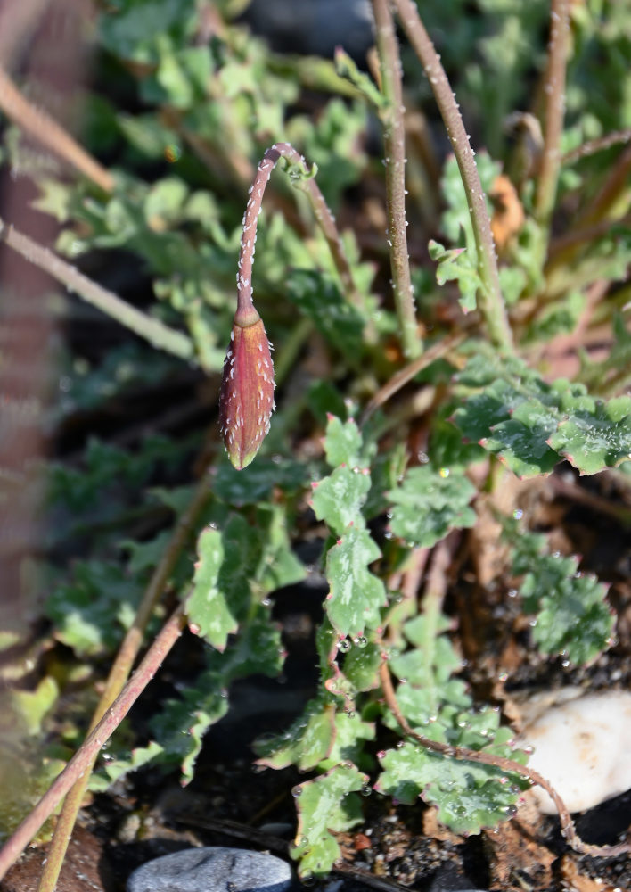 Image of Glaucium squamigerum specimen.