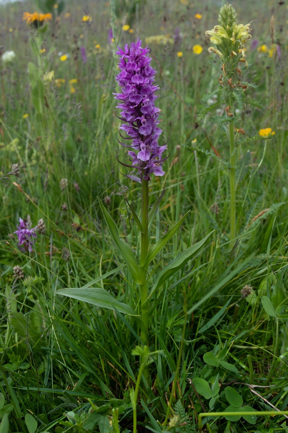 Изображение особи Dactylorhiza euxina.