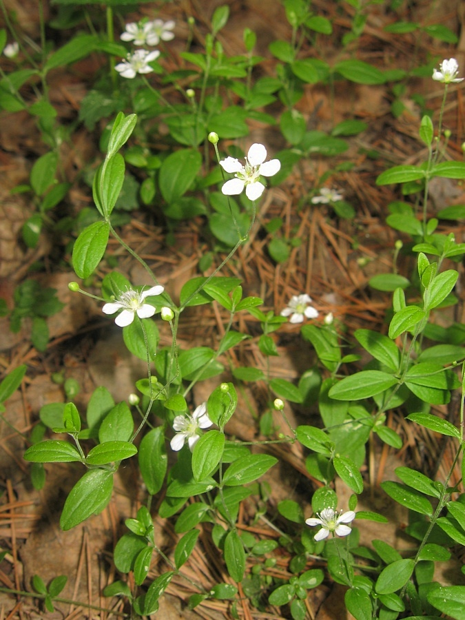 Image of Moehringia lateriflora specimen.