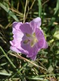 Malva alcea