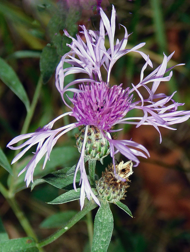 Изображение особи Centaurea salicifolia.