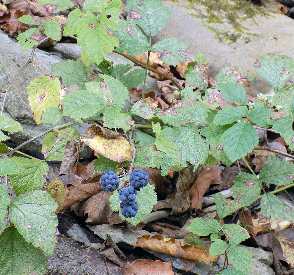 Image of Rubus caesius specimen.