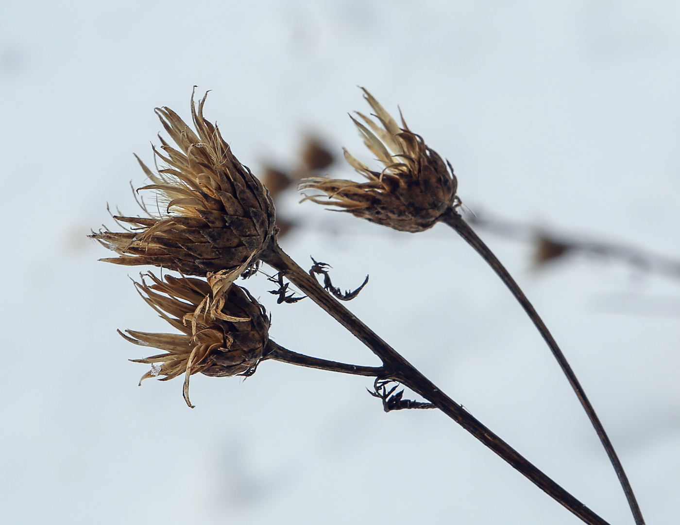 Изображение особи Serratula coronata.