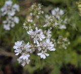 Coriandrum sativum. Соцветие. Пермский край, г. Пермь, Кировский р-н, клумба у жилого дома, сорное. 02.07.2022.