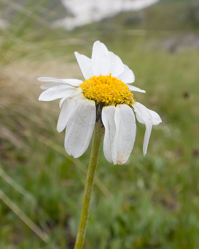 Image of Anthemis saportana specimen.