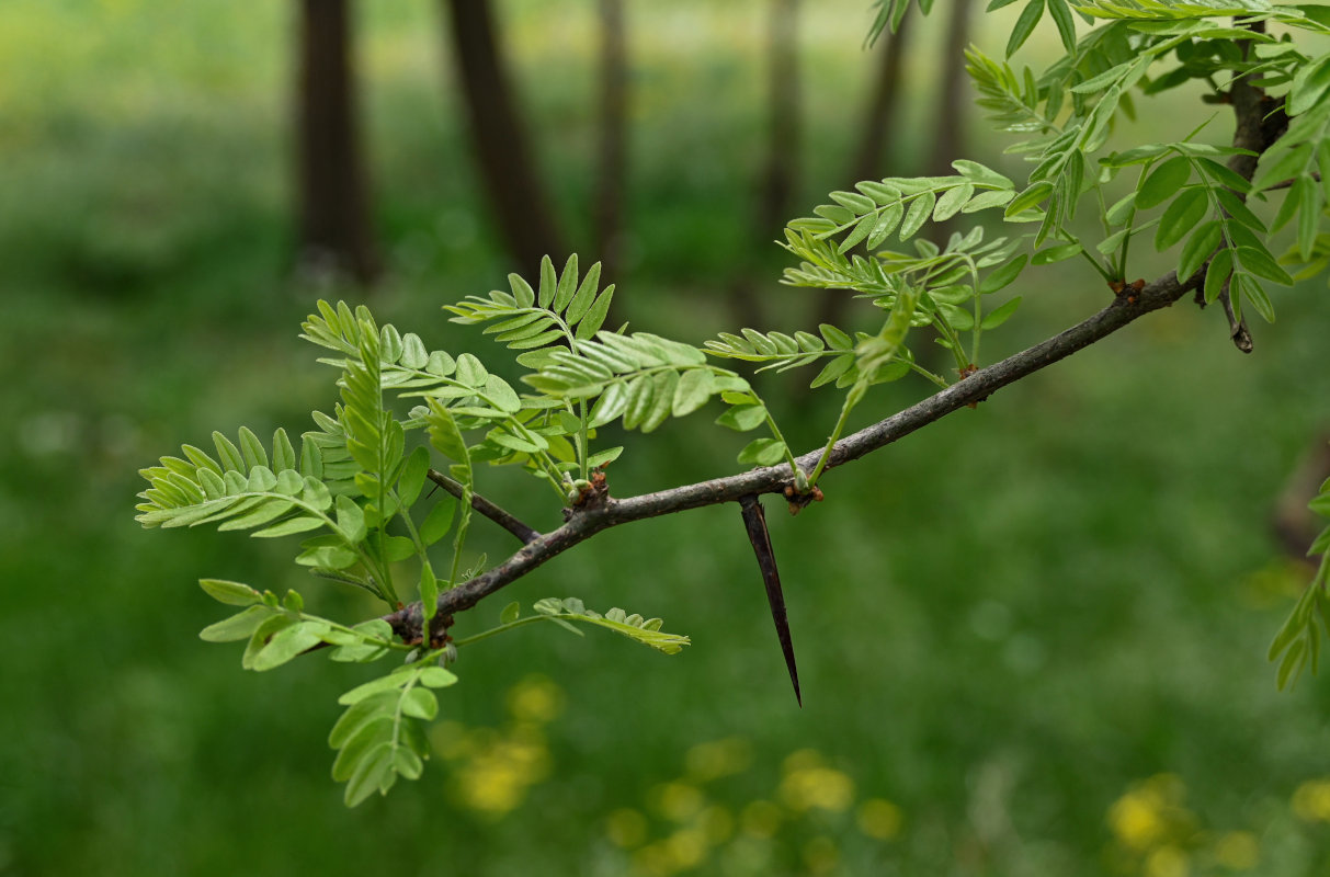 Изображение особи род Gleditsia.