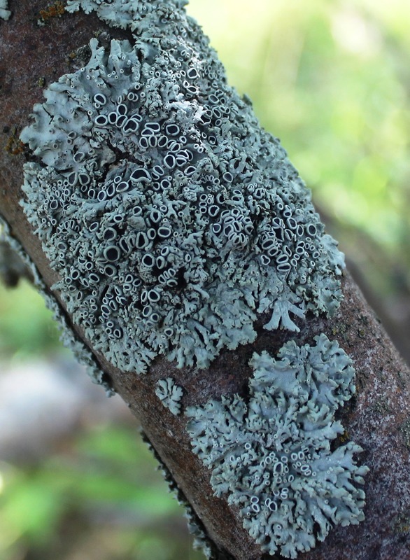 Image of genus Physcia specimen.