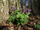 Corydalis solida. Цветущее растение. Санкт-Петербург, Старый Петергоф, парк «Сергиевка», широколиственный лес. 26.04.2023.