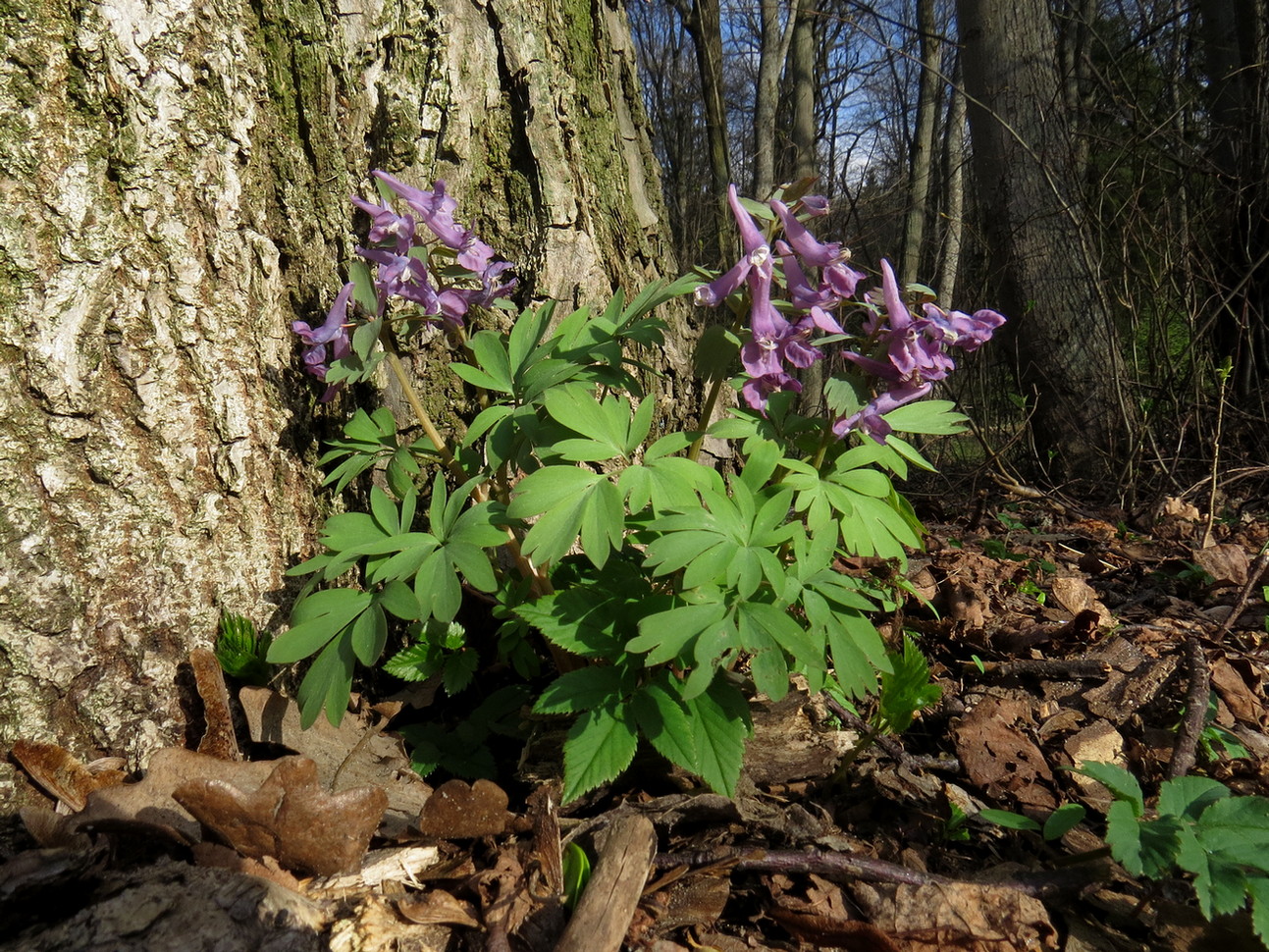 Image of Corydalis solida specimen.