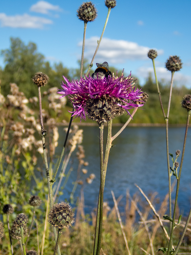 Image of Centaurea apiculata specimen.