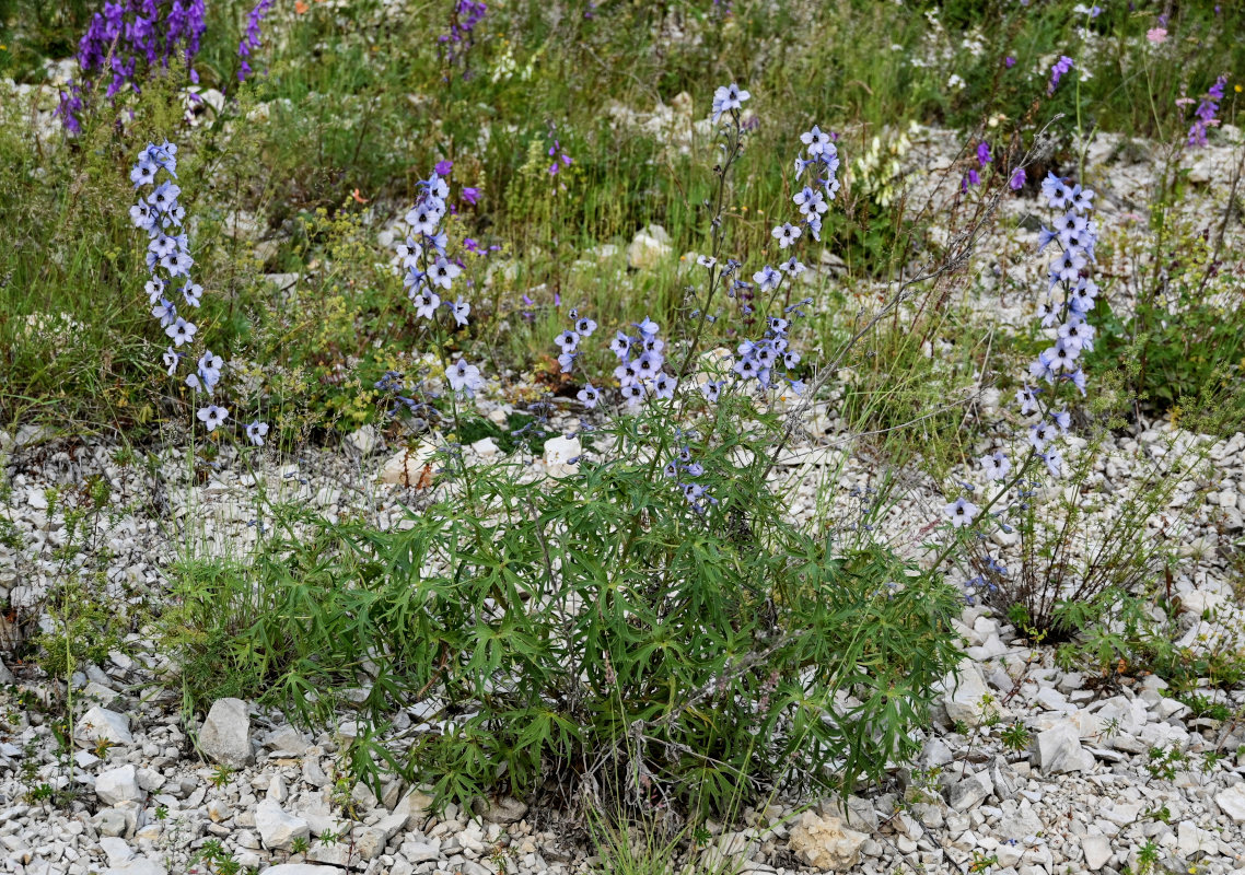 Изображение особи Delphinium crispulum.