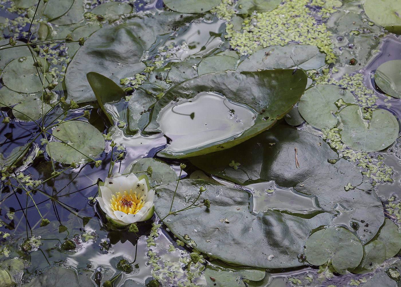 Изображение особи Nymphaea tetragona.