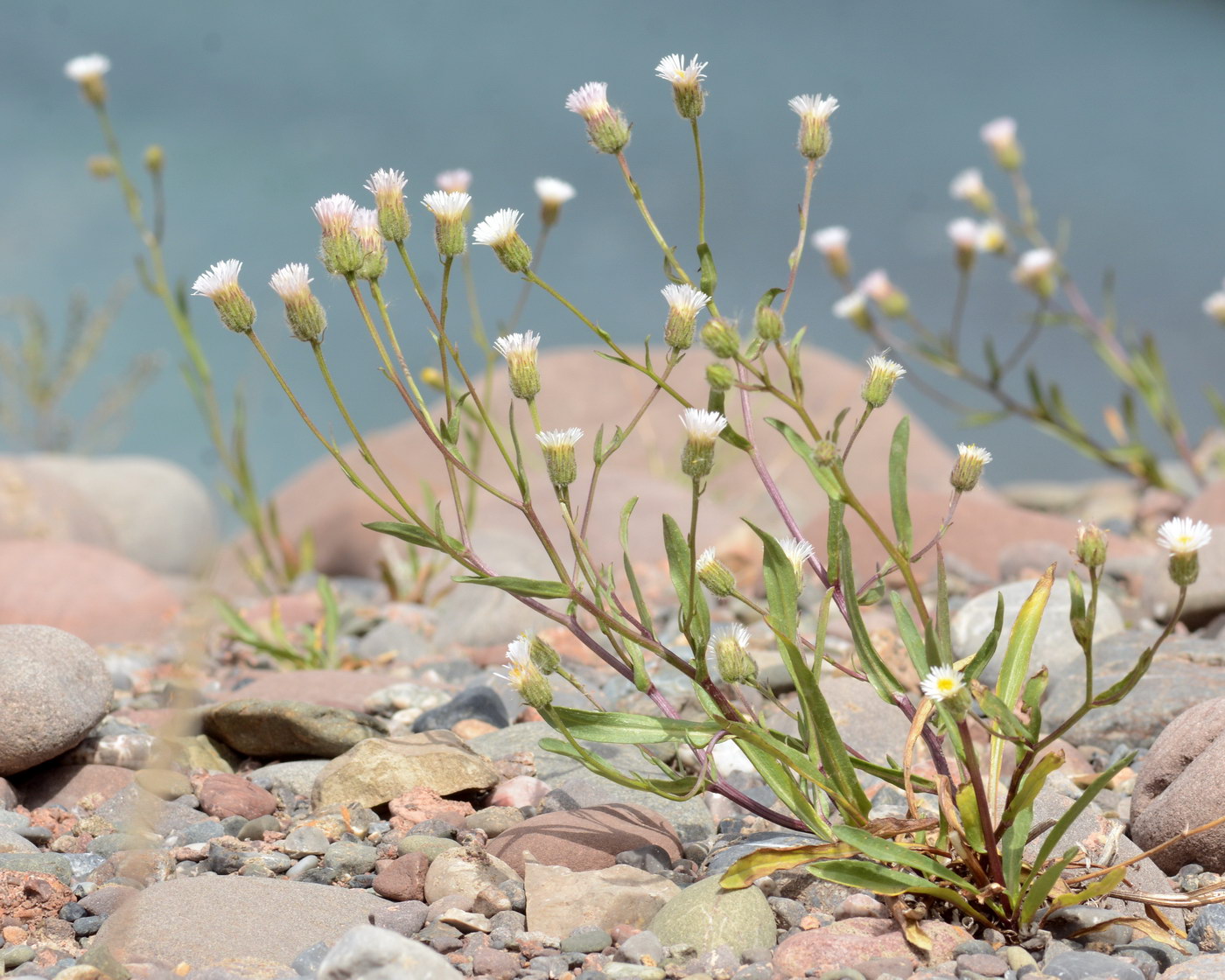 Изображение особи род Erigeron.