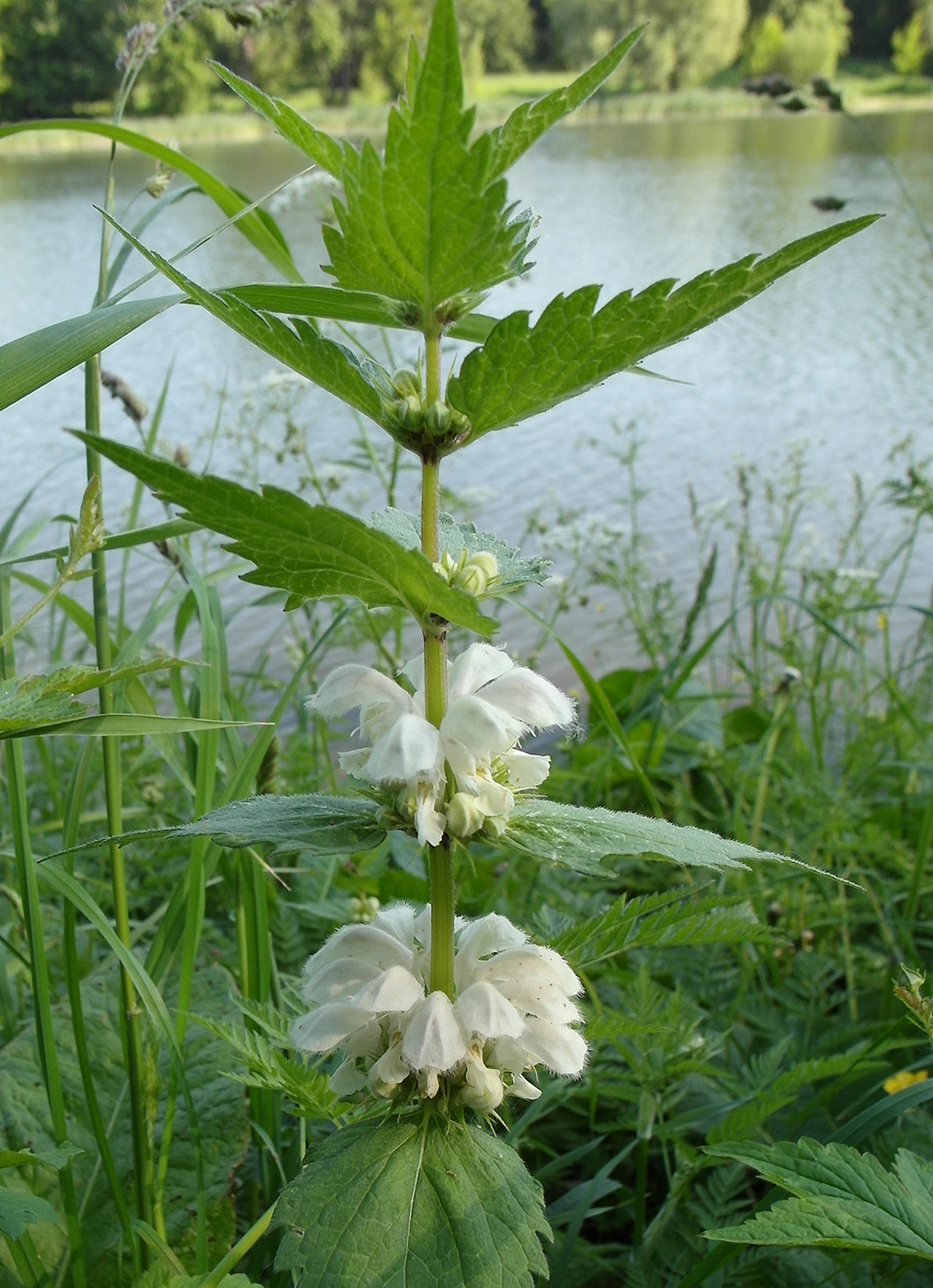 Image of Lamium album specimen.