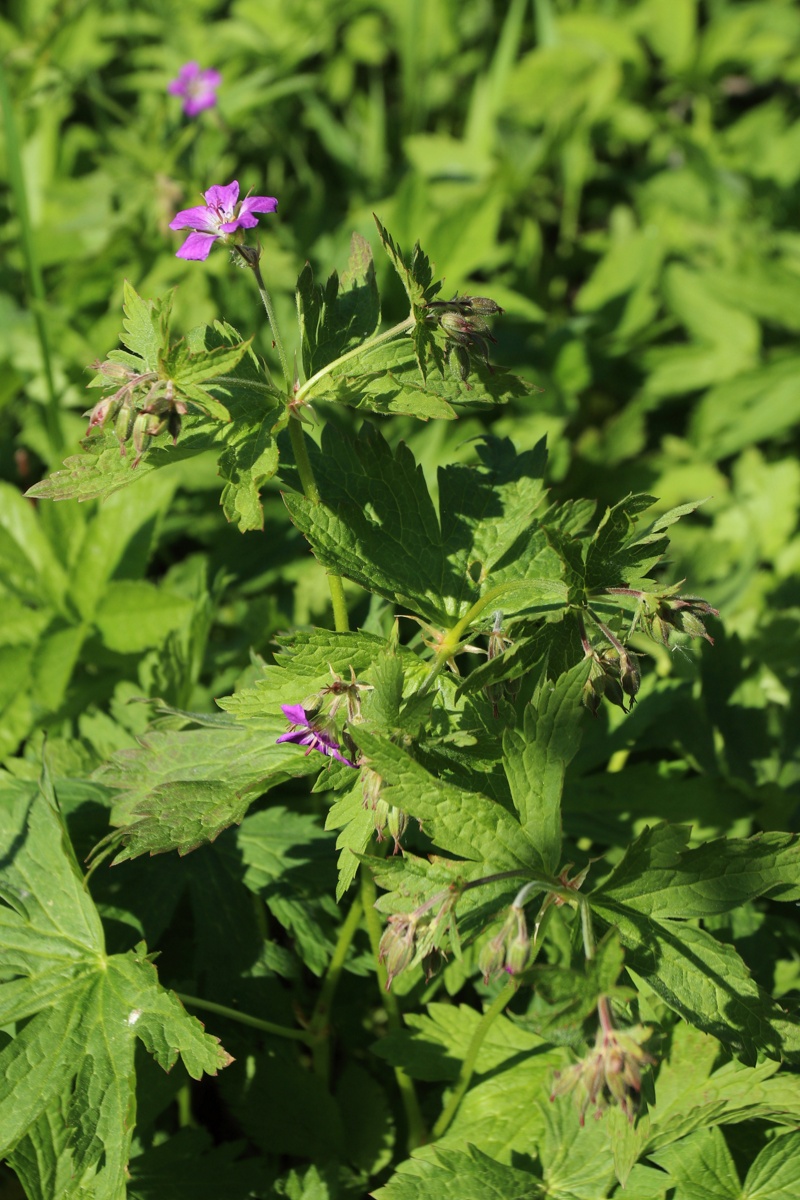 Image of Geranium sylvaticum specimen.