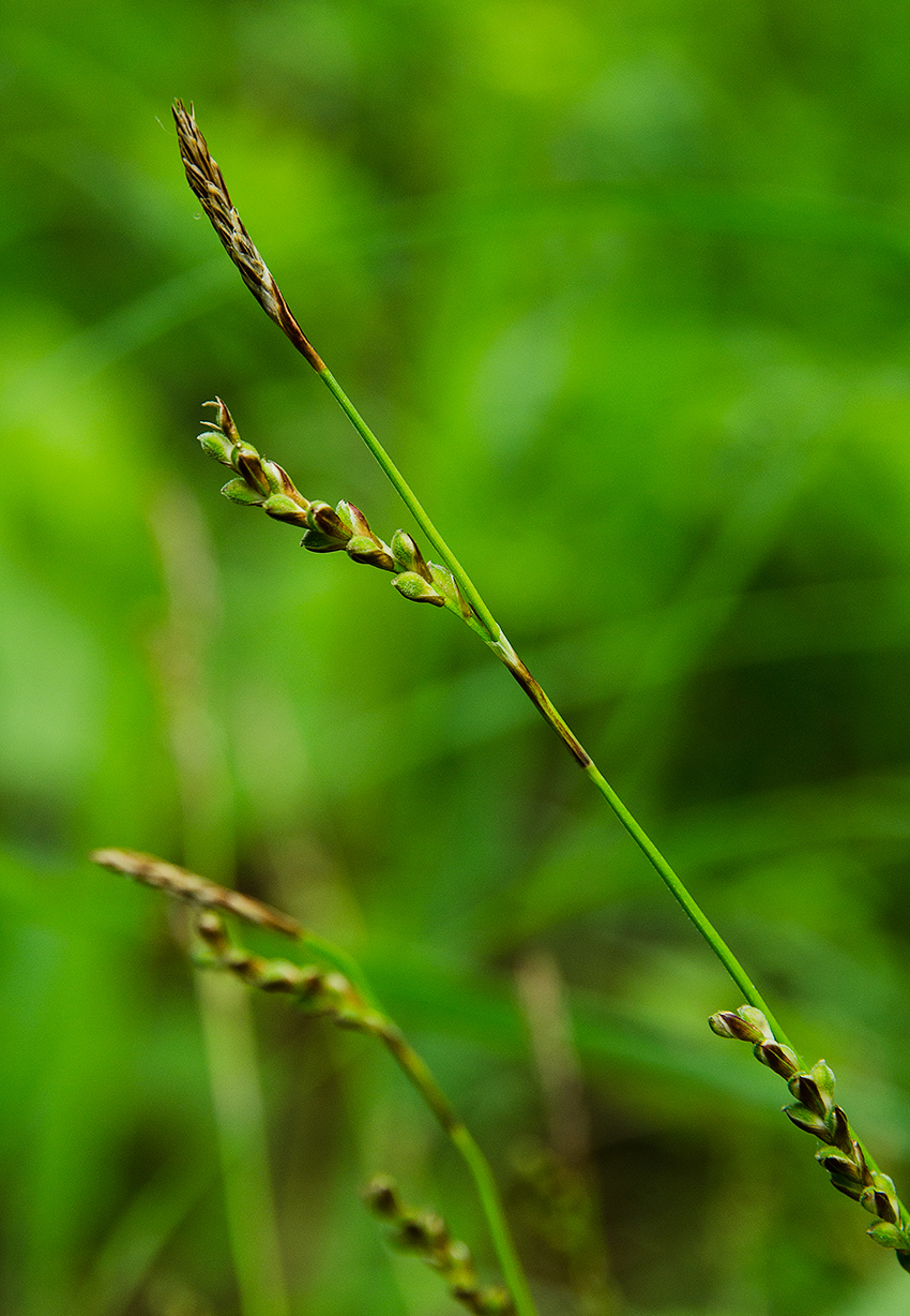 Изображение особи род Carex.