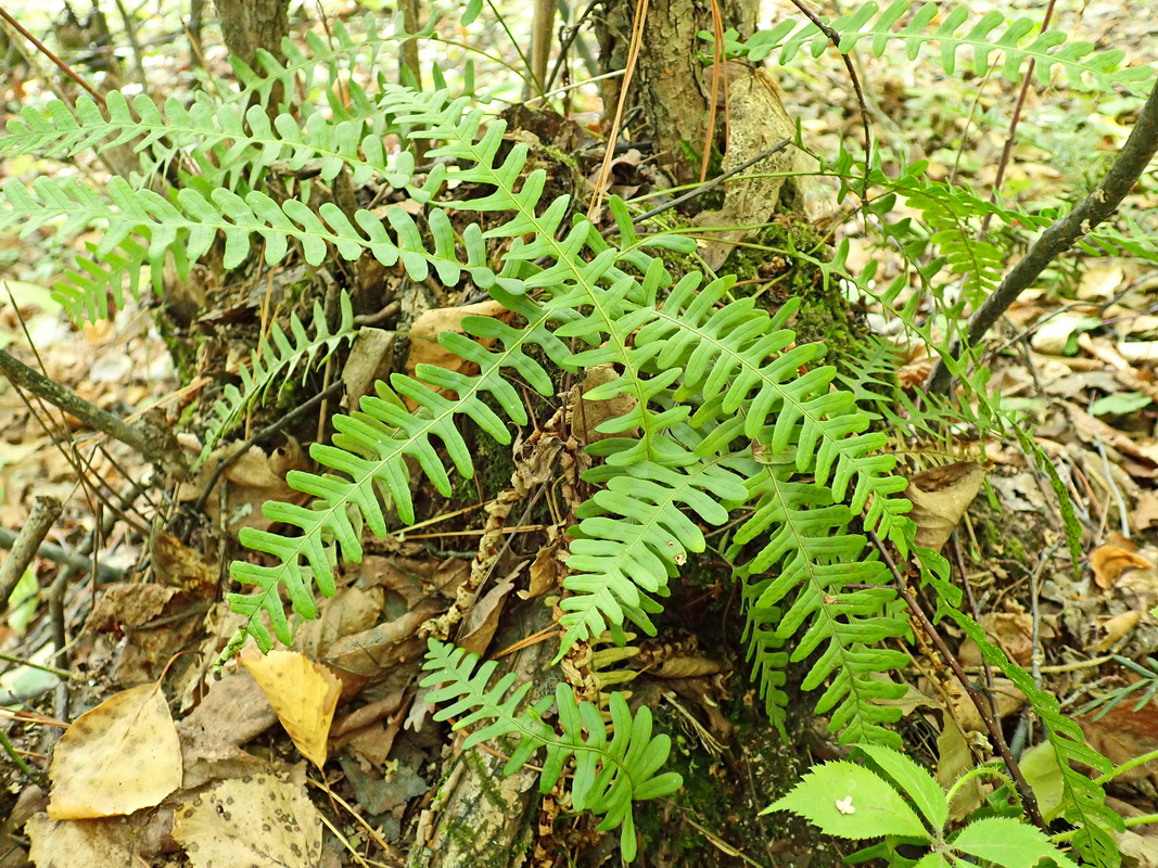 Изображение особи Polypodium sibiricum.