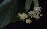 Смотреть изображение Tilia cordata