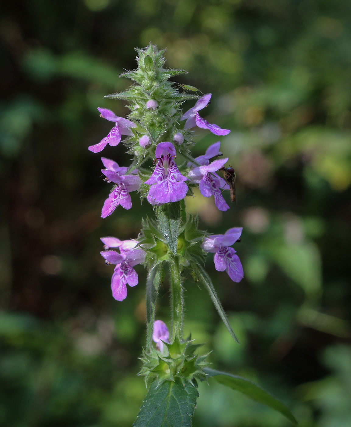 Image of Stachys palustris specimen.