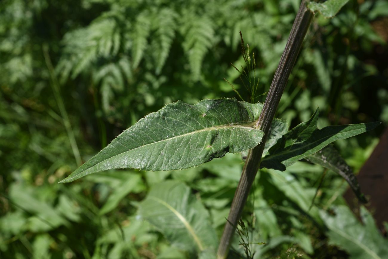 Изображение особи Cirsium heterophyllum.