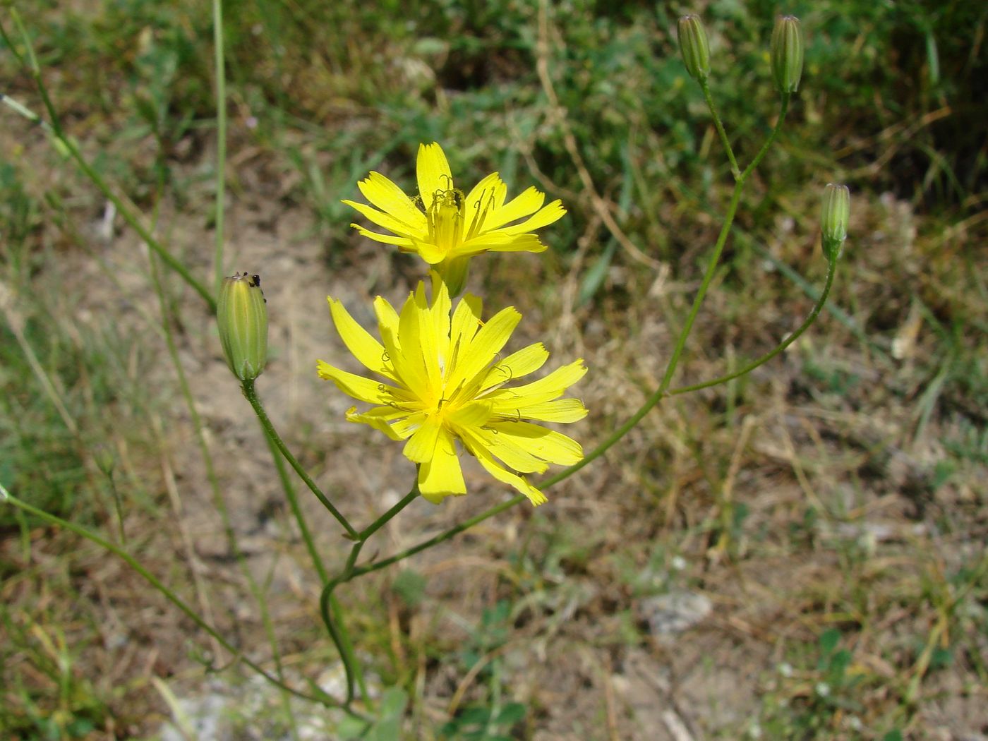 Image of Crepis pulchra ssp. turkestanica specimen.