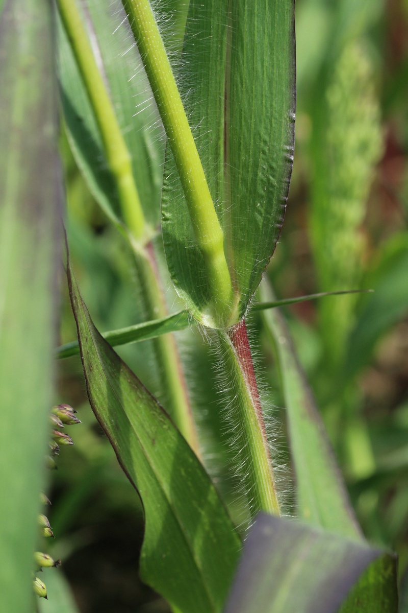 Image of Panicum miliaceum specimen.