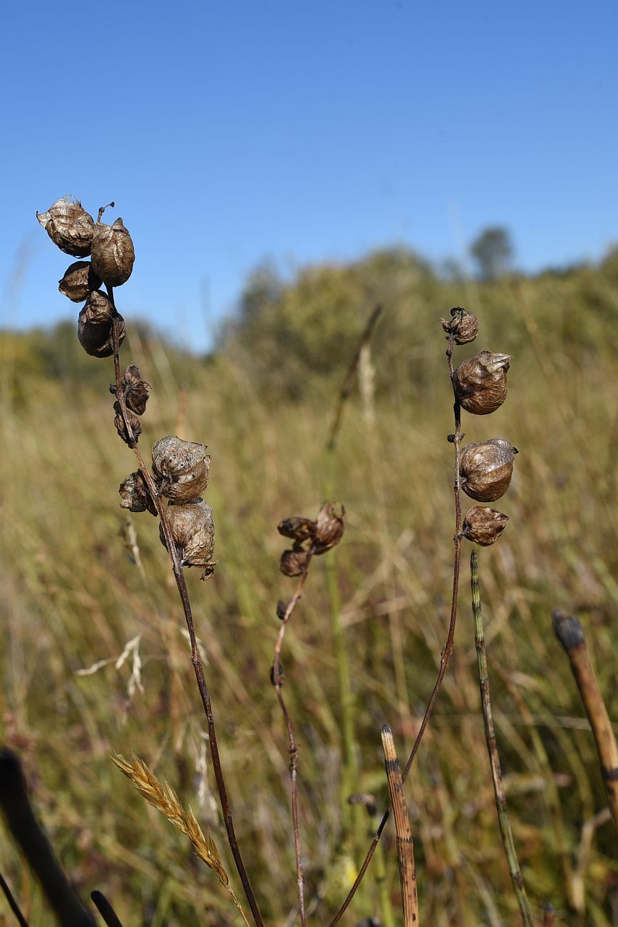 Image of genus Rhinanthus specimen.