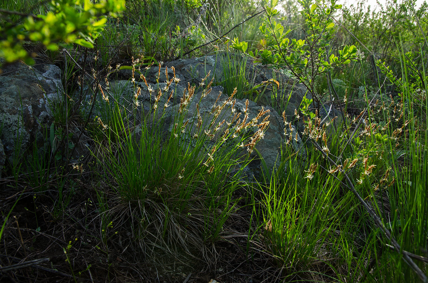 Image of genus Carex specimen.