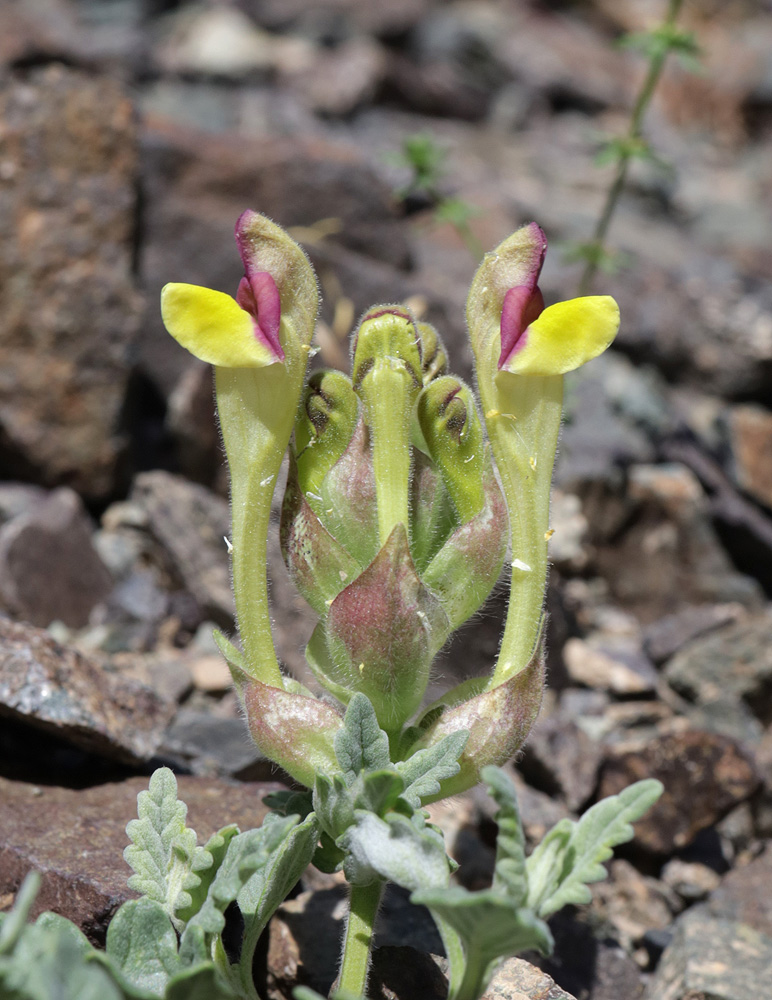 Изображение особи Scutellaria sieversii.