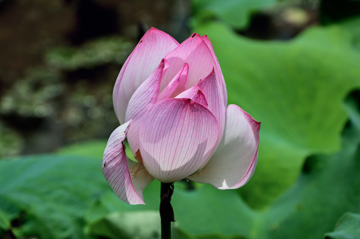 Изображение особи Nelumbo nucifera.