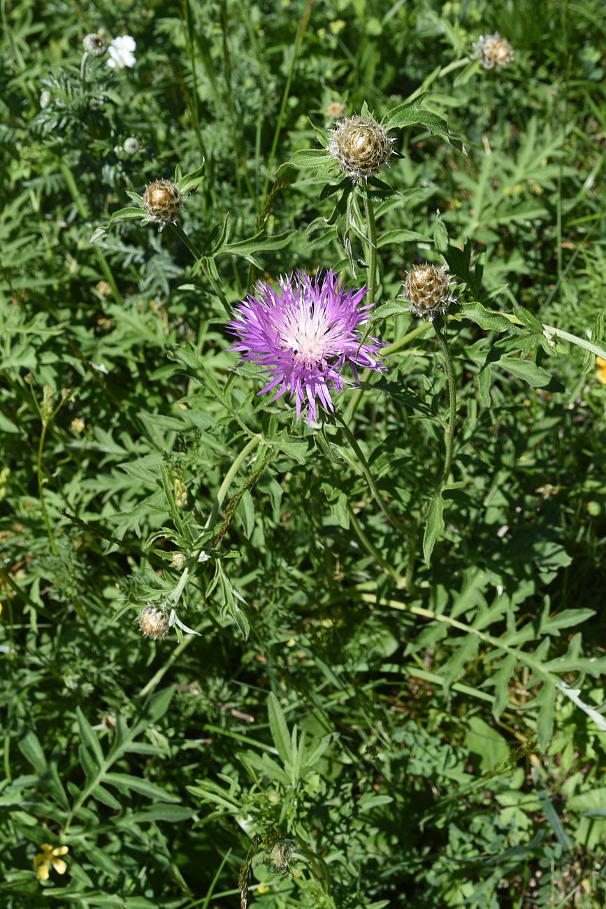 Изображение особи Psephellus absinthifolius.